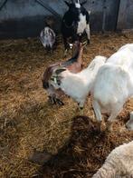 Te koop mooie dwerghbok, Mannelijk, Geit