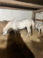 Verzorg pony’s, Dieren en Toebehoren, Ophalen of Verzenden