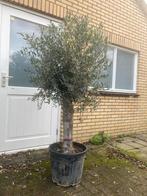 Olijfboom in pot - Prachtige boom voor uw tuin!, Tuin en Terras, Bloeit niet, 100 tot 250 cm, Olijfboom, Ophalen