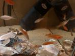 Platys zwaarddragers mooie kweek van kohaku V zwaarddrager M, Dieren en Toebehoren, Vissen | Aquariumvissen, Vis