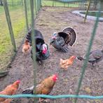 Prachtige koppels kalkoenen, Dieren en Toebehoren, Pluimvee, Meerdere dieren, Kalkoen