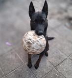 Mechelse  herder x Hollandse herder., Dieren en Toebehoren, Rabiës (hondsdolheid), 1 tot 2 jaar, Teef, Eén hond
