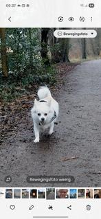 Gouden mandje gezocht voor Evi, Dieren en Toebehoren, Honden | Chihuahua's en Gezelschapshonden, 6 jaar of ouder, Teef, Eén hond