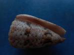 Schelpen: Conus zeylanicus Gmelin f++ 48,5mm, Verzenden, Schelp(en)