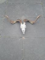 Grote Geiten Schedel met Hoorns, Ophalen of Verzenden