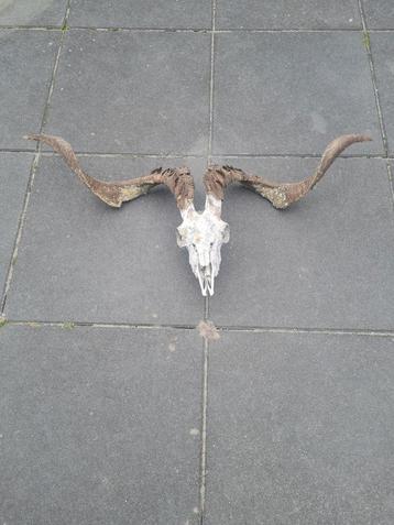 Grote Geiten Schedel met Hoorns beschikbaar voor biedingen