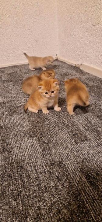 Britse Black Golden Shaded Korthaar kittens, Dieren en Toebehoren, Katten en Kittens | Raskatten | Korthaar, Poes, 0 tot 2 jaar