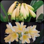 Clivia plant, kruising Gardinii Yellow x Minia. Light yellow, Volledige schaduw, Overige soorten, Ophalen of Verzenden, Minder dan 100 cm