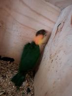 Groendij caiques kweekkoppel, Dieren en Toebehoren, Vogels | Parkieten en Papegaaien, Mannelijk, Papegaai, Geringd