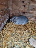 Jong mannetje konijntje te koop, Mannelijk, Dwerg, 0 tot 2 jaar, Hangoor