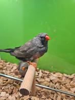 Te koop koppel charcoal man x pop split charcoal
Man, Dieren en Toebehoren, Vogels | Overige Vogels, Meerdere dieren