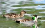 Baikaltalingen, Dieren en Toebehoren, Pluimvee