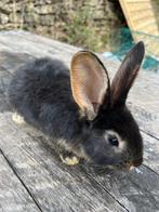 Duitse reus ( otter) ram 2 x, Mannelijk, Groot