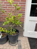 Grote citroenplant in pot, Ophalen, Overige soorten, Volle zon