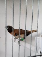 Bruinborstrietvink man, Dieren en Toebehoren, Vogels | Overige Vogels, Mannelijk