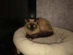 Ragdoll katertje Seal mink, Dieren en Toebehoren, Katten en Kittens | Raskatten | Langhaar, Kater, Met stamboom