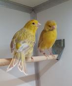 kanarie geel isabel, Dieren en Toebehoren, Vogels | Kanaries, Meerdere dieren, Kleurkanarie