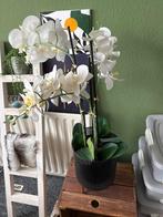 Kunst orchidee, Ophalen, Halfschaduw, Minder dan 100 cm