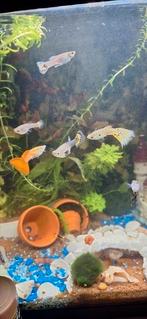Baby guppen, Dieren en Toebehoren, Vissen | Aquariumvissen, Vis