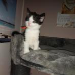 Kittens korthaar, Kater