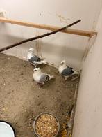 Oud holandse duiven, Geslacht onbekend, Overige soorten