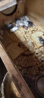 Muizen, Dieren en Toebehoren, Oktober, Meerdere dieren