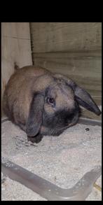 Minilopxnhd dekram, Dieren en Toebehoren, Konijnen, Mannelijk, Dwerg