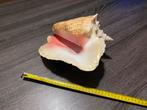 Grote Conch Schelp, Ophalen, Gebruikt