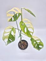 Monstera adasonii Japanese Variegata (Tricolor), Ophalen of Verzenden, Overige soorten, Minder dan 100 cm