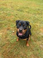 Rottweier reu 1 jaar, Dieren en Toebehoren, Honden | Niet-rashonden, Rabiës (hondsdolheid), Reu, 1 tot 2 jaar, Groot