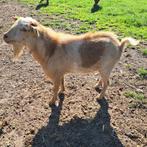 Dwerggeit maanvlekbok te huur, Dieren en Toebehoren, Schapen, Geiten en Varkens, Mannelijk, Geit, 3 tot 5 jaar