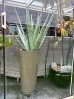 Plant, Huis en Inrichting, Ophalen, Vetplant, 100 tot 150 cm, Halfschaduw