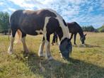 1 plekje voor vrij voor
shetlander of kleine ponny!, Dieren en Toebehoren, Stalling en Weidegang
