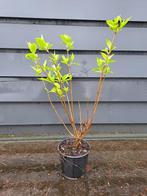 Pluimhortensia (Hydrangea paniculata Phantom), Overige soorten, Vaste plant, Ophalen of Verzenden, Halfschaduw