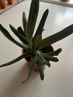 Gasteria plantje, Huis en Inrichting, Kamerplanten, Ophalen