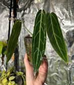 Anthurium warocqueanum nr 9, Huis en Inrichting, Kamerplanten, Overige soorten, Minder dan 100 cm, Ophalen of Verzenden, Halfschaduw