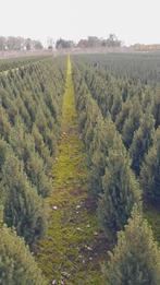 picea conica kerstboom, Tuin en Terras, Volle zon, Bloeit niet, Minder dan 100 cm, Overige soorten