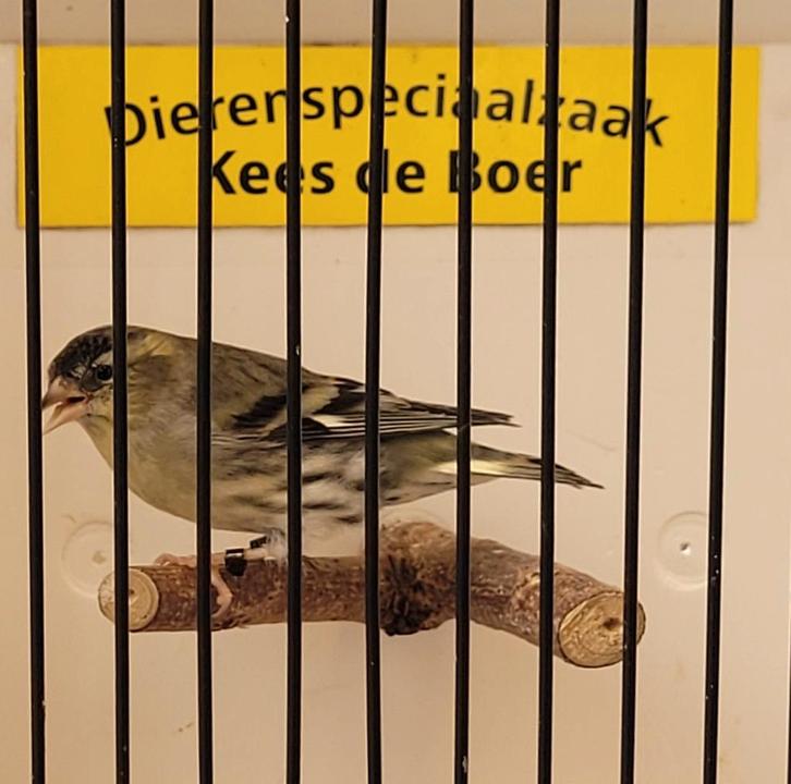 Ivoor Europese sijs man, Dieren en Toebehoren, Vogels | Overige Vogels, Mannelijk, Geringd