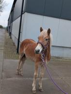 Lieve jonge haflinger, Dieren en Toebehoren, Paarden, Minder dan 160 cm, Niet van toepassing, 0 tot 2 jaar, Hengst