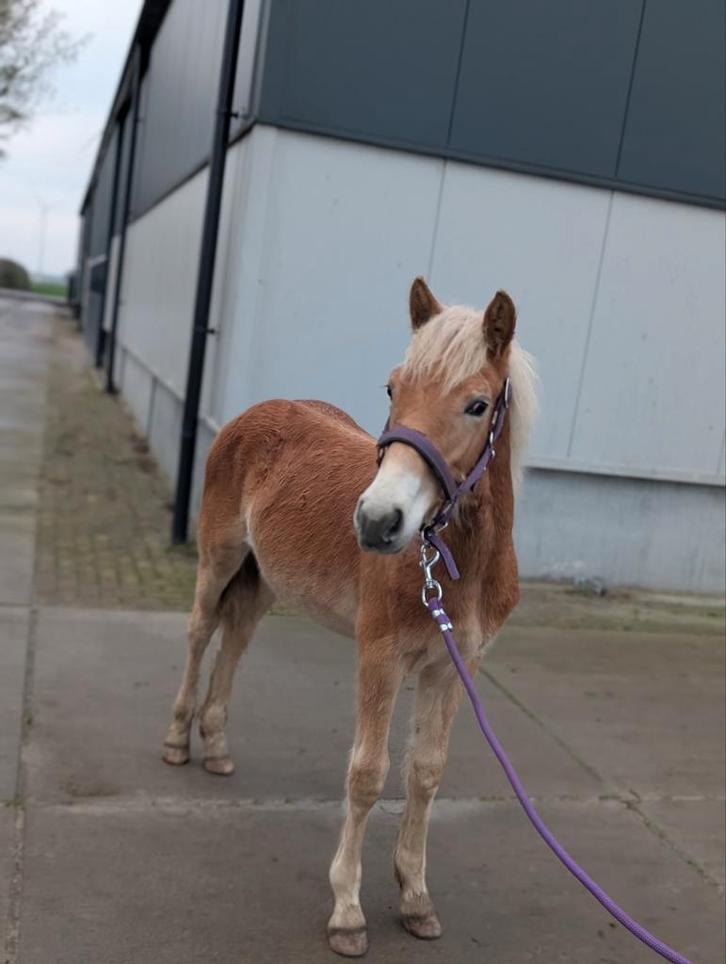 Lieve jonge haflinger, Dieren en Toebehoren, Paarden, Hengst, Niet van toepassing, Minder dan 160 cm, 0 tot 2 jaar, Ontwormd, Ingeënt