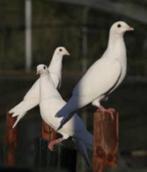 Witte duiven., Dieren en Toebehoren, Vogels | Overige Vogels, Meerdere dieren, Wildzangvogel