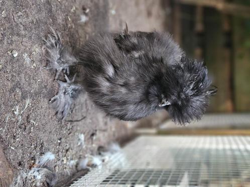 Zijdehoender haantje goudpatrijs, Dieren en Toebehoren, Pluimvee, Kip, Mannelijk