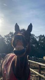 Een goed tehuis gezocht, Ruin, Recreatiepaard