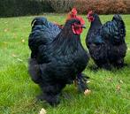 Cochin groot zwart, Dieren en Toebehoren, Pluimvee, Mannelijk, Kip