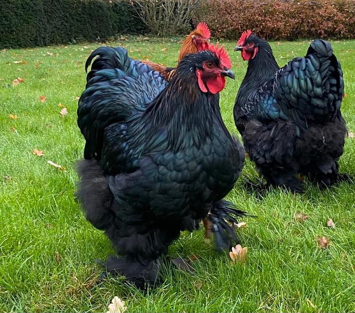 Cochin groot zwart, Dieren en Toebehoren, Pluimvee, Kip, Mannelijk