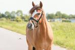 Stoere, betrouwbare pony, Dieren en Toebehoren, Pony's, Gechipt, Ruin, 3 tot 6 jaar, L