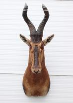 Opgezette kop RED HARTEBEEST antilope (gewei), Ophalen, Zo goed als nieuw, Wild dier, Opgezet dier