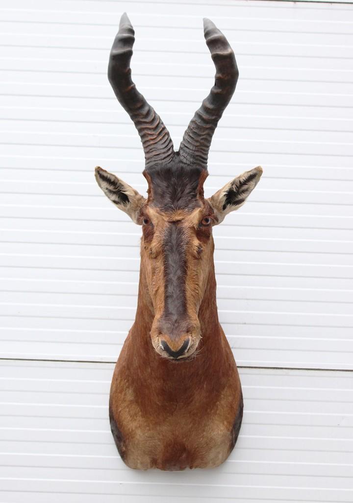 Opgezette kop RED HARTEBEEST antilope (gewei), Verzamelen, Dierenverzamelingen, Zo goed als nieuw, Opgezet dier, Wild dier, Ophalen