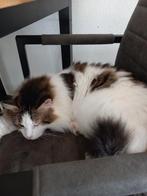 Prachtig lieve langharige kater, Dieren en Toebehoren, Kater