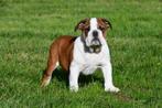 Engelse Bulldog pups te koop, Rabiës (hondsdolheid), 15 weken tot 1 jaar, Reu, Buitenland